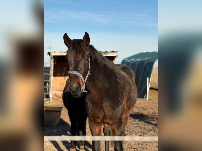 Oldenburger Mix Ruin 3 Jaar 170 cm Zwartbruin in Gutow