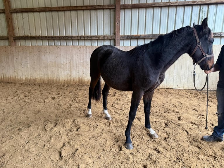 Oldenburger Ruin 3 Jaar 170 cm Zwartbruin in Halberstadt