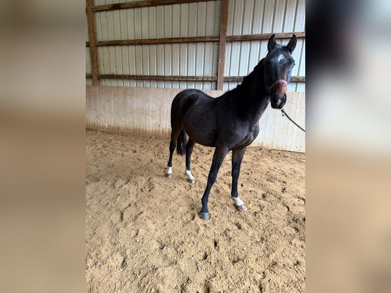 Oldenburger Ruin 3 Jaar 170 cm Zwartbruin in Halberstadt
