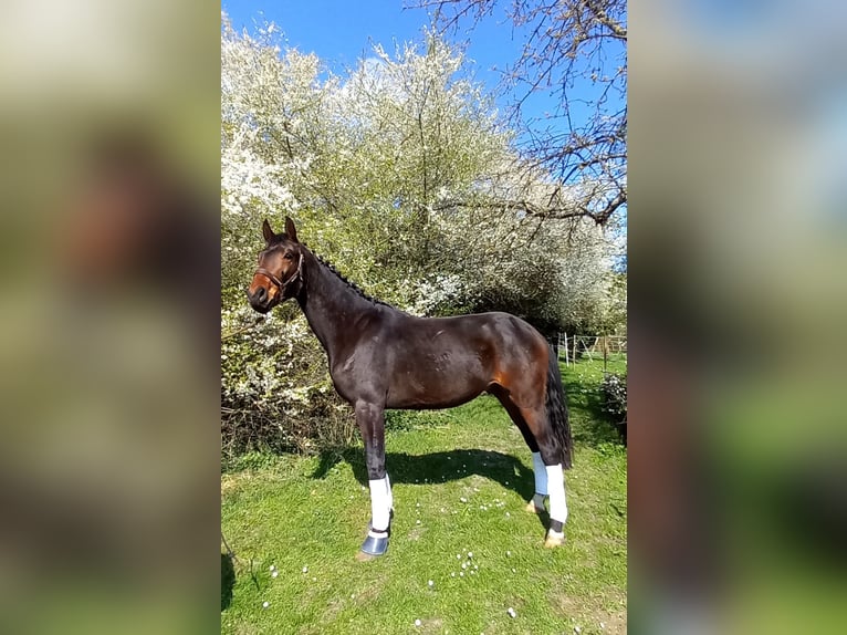 Oldenburger Ruin 3 Jaar 172 cm Donkerbruin in Kronberg im Taunus