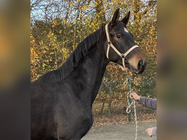 Oldenburger Ruin 3 Jaar 172 cm Donkerbruin in Verl