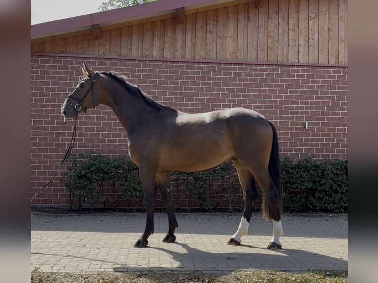 Oldenburger Ruin 3 Jaar 173 cm Donkerbruin in Barver
