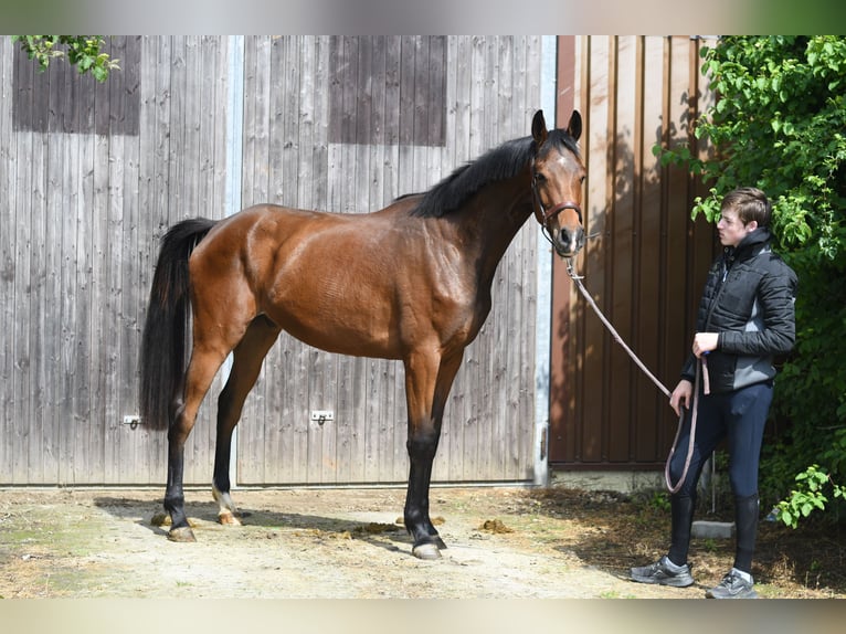 Oldenburger Ruin 3 Jaar 174 cm Bruin in Geilenkirchen