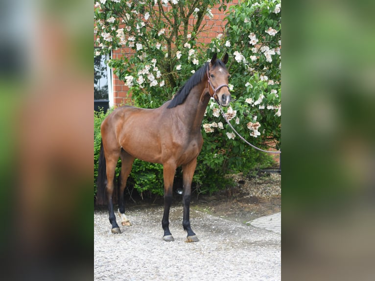 Oldenburger Ruin 3 Jaar 174 cm Bruin in Geilenkirchen