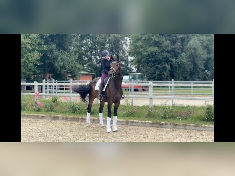 Oldenburger Ruin 3 Jaar 174 cm Donkerbruin in WohltorfAum&#xFC;hle