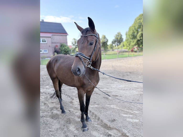 Oldenburger Ruin 3 Jaar 175 cm Bruin in Großefehn Ostgroßefehn