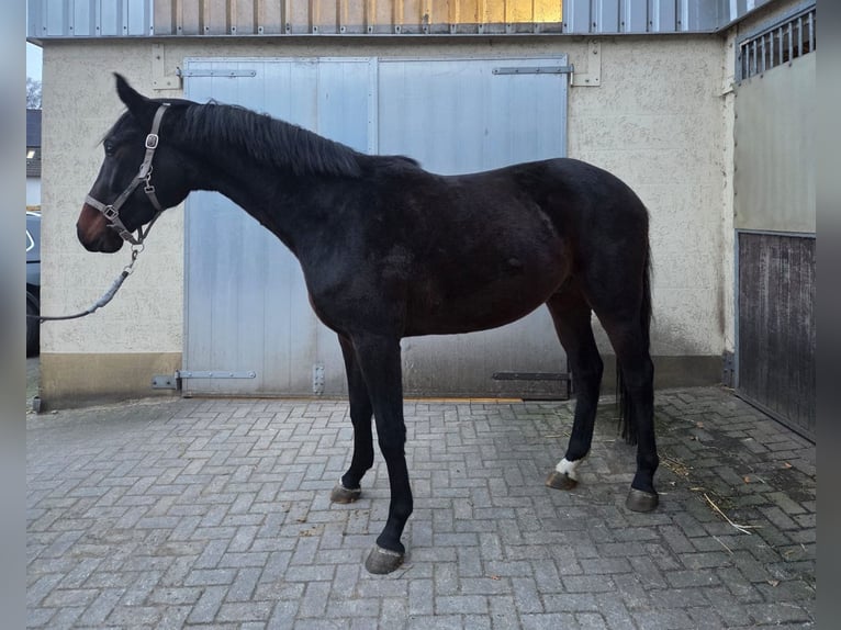 Oldenburger Ruin 3 Jaar Donkerbruin in Dortmund