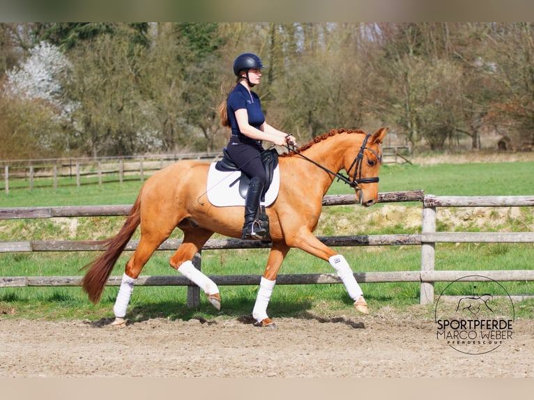 Oldenburger Ruin 4 Jaar 158 cm Vos in Thuine