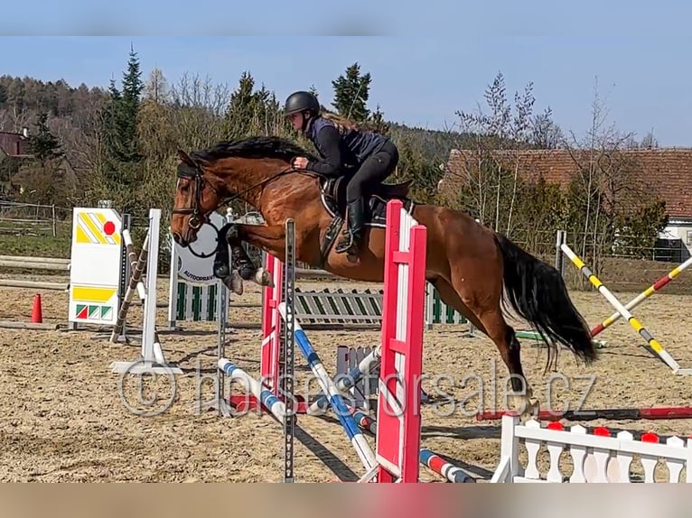 Oldenburger Ruin 4 Jaar 161 cm Bruin in Region Prag