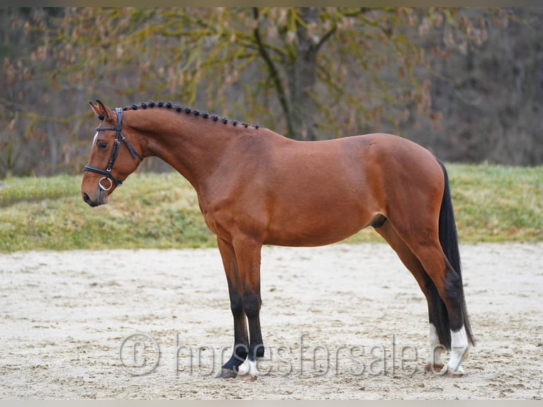 Oldenburger Ruin 4 Jaar 161 cm Bruin in Region Prag