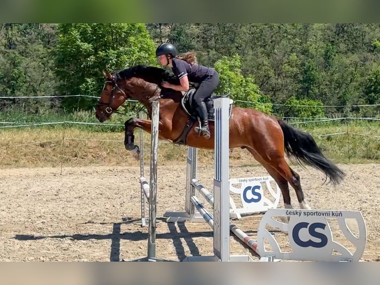 Oldenburger Ruin 4 Jaar 161 cm Bruin in Tyn nad Vltavou