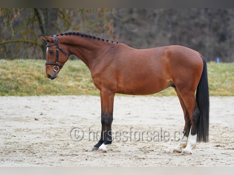 Oldenburger Ruin 4 Jaar 162 cm Bruin in Tyn nad Vltavou