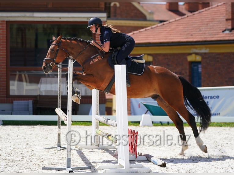 Oldenburger Ruin 4 Jaar 162 cm Bruin in Tyn nad Vltavou