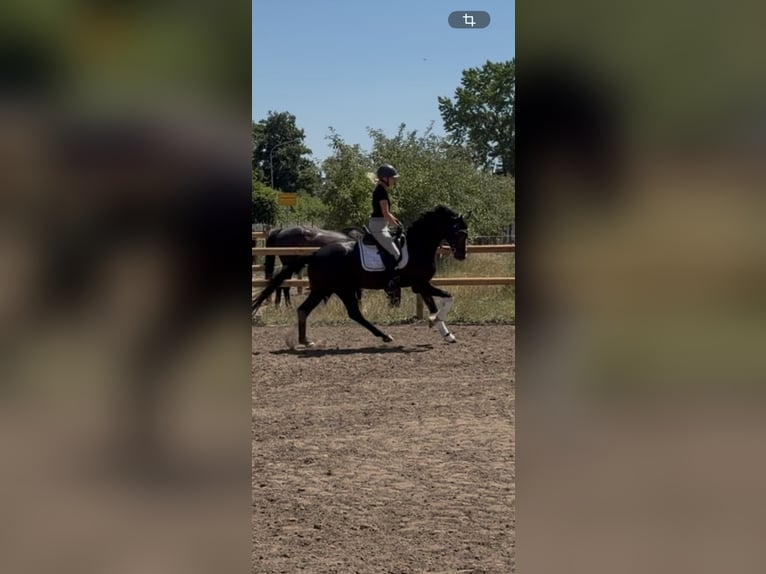 Oldenburger Ruin 4 Jaar 162 cm Zwart in Weiterstadt