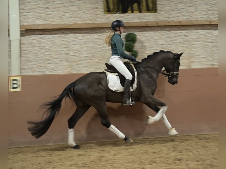 Oldenburger Ruin 4 Jaar 162 cm Zwartbruin in Wehringen