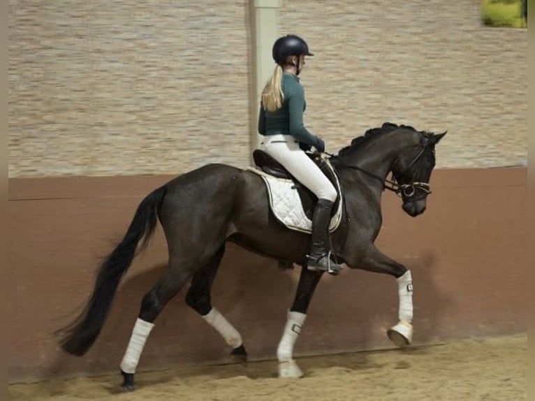 Oldenburger Ruin 4 Jaar 162 cm Zwartbruin in Wehringen