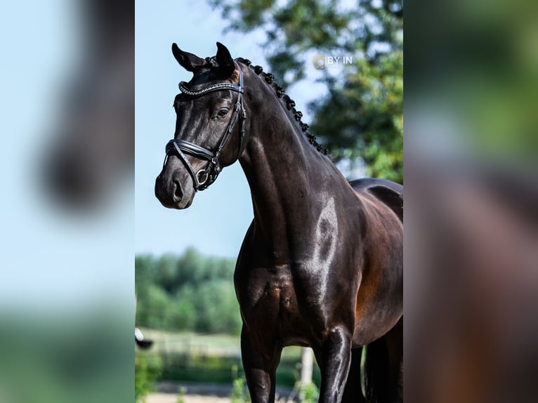 Oldenburger Ruin 4 Jaar 163 cm Zwart in Renesse
