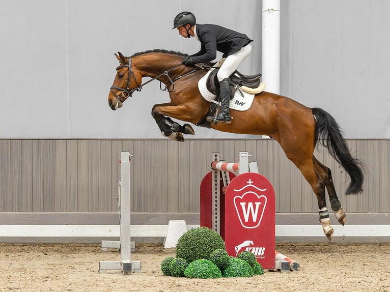 Oldenburger Ruin 4 Jaar 164 cm Bruin in Münster-Handorf