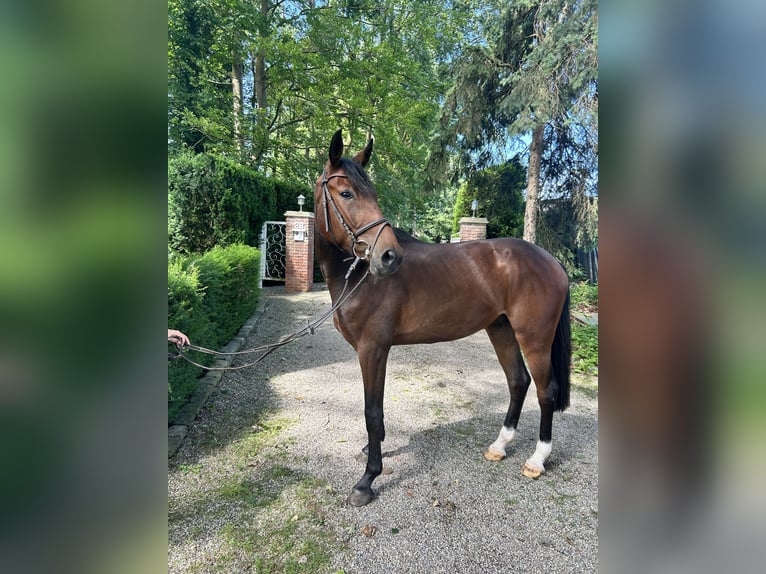 Oldenburger Ruin 4 Jaar 164 cm Bruin in Rheine