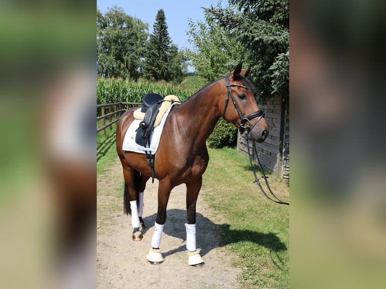 Oldenburger Ruin 4 Jaar 164 cm Donkerbruin in Ennepetal