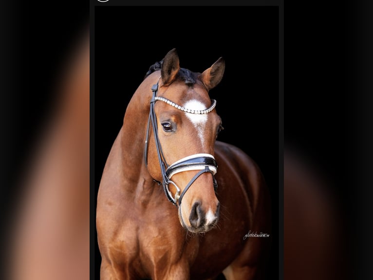Oldenburger Ruin 4 Jaar 165 cm Brown Falb schimmel in Lehrberg