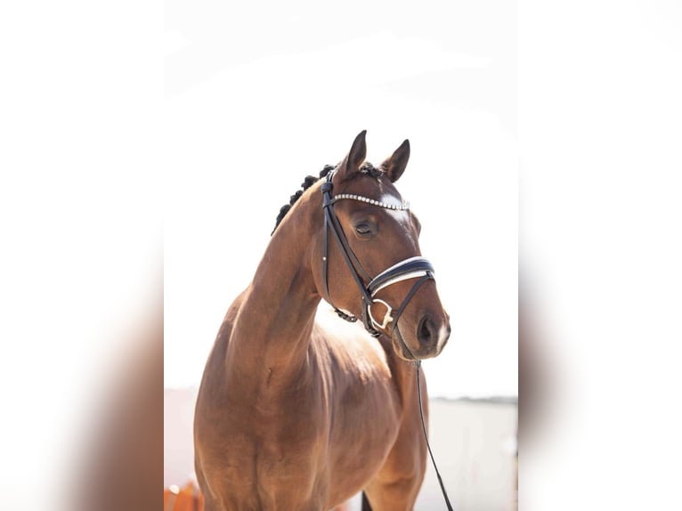 Oldenburger Ruin 4 Jaar 165 cm Brown Falb schimmel in Lehrberg