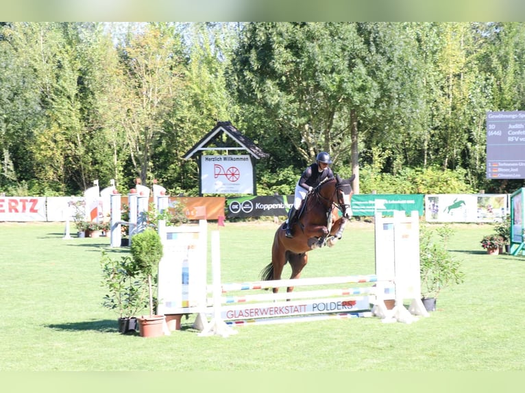 Oldenburger Ruin 4 Jaar 165 cm Bruin in Goch
