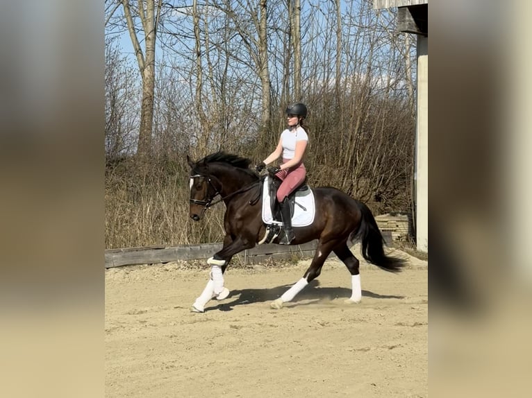 Oldenburger Ruin 4 Jaar 165 cm Donkerbruin in Hohenbrunn