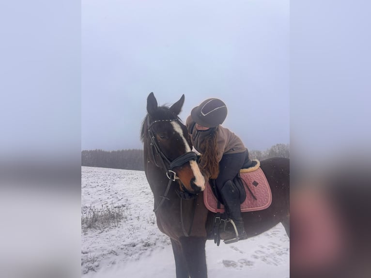 Oldenburger Mix Ruin 4 Jaar 165 cm Donkerbruin in Drosendorf