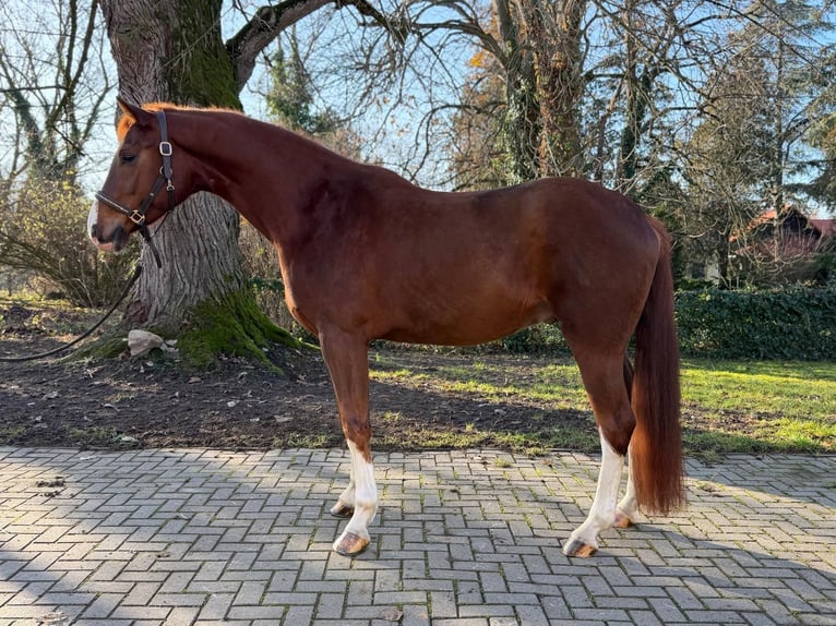 Oldenburger Ruin 4 Jaar 165 cm Donkere-vos in Tass