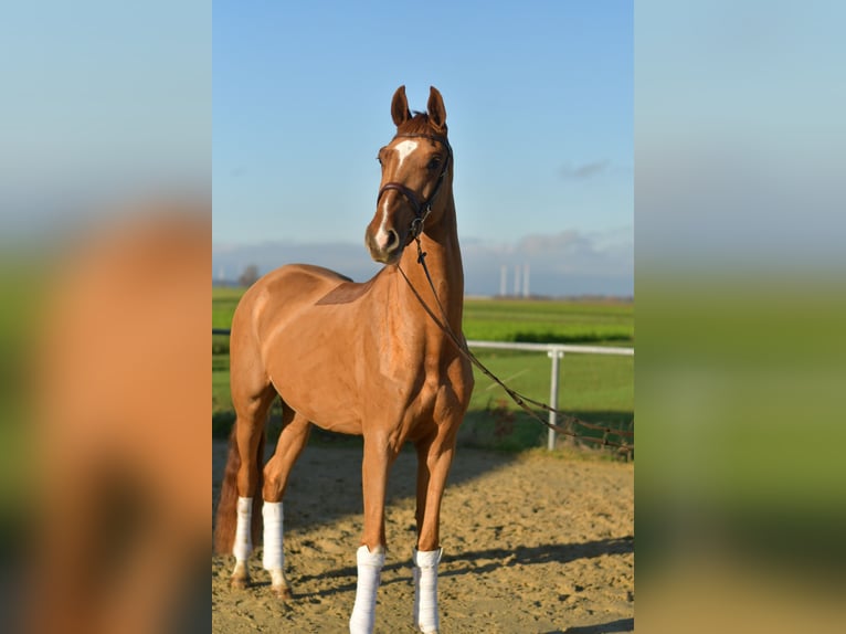 Oldenburger Ruin 4 Jaar 165 cm Vos in Geilenkirchen