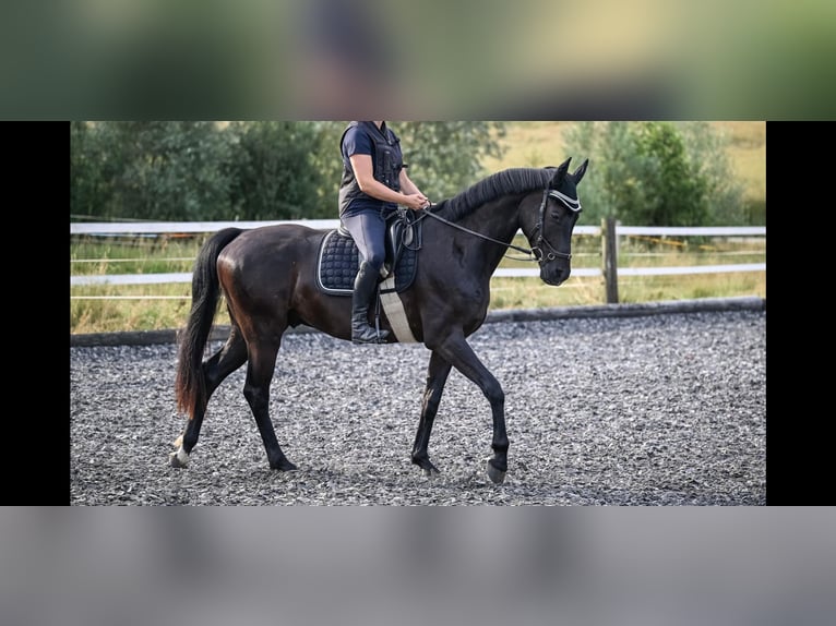 Oldenburger Ruin 4 Jaar 165 cm Zwart in Affoltern am Albis