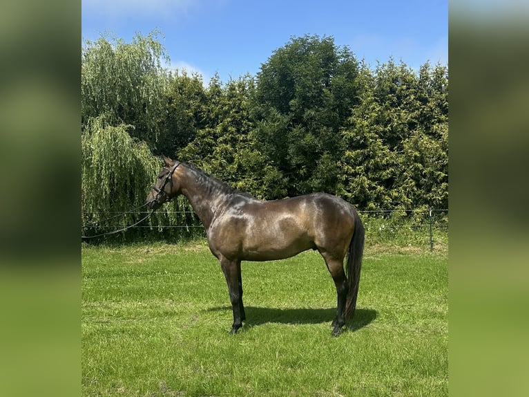 Oldenburger Ruin 4 Jaar 165 cm Zwartbruin in Wittmund