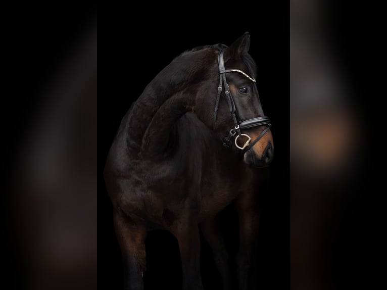 Oldenburger Ruin 4 Jaar 165 cm Zwartbruin in Lauenburg