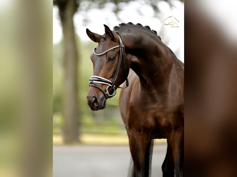 Oldenburger Ruin 4 Jaar 165 cm Zwartbruin in Vechta