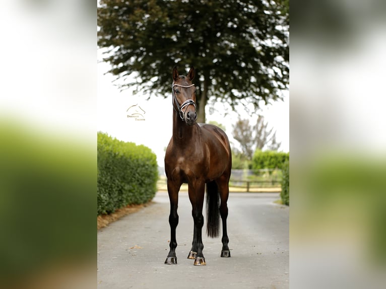 Oldenburger Ruin 4 Jaar 165 cm Zwartbruin in Vechta