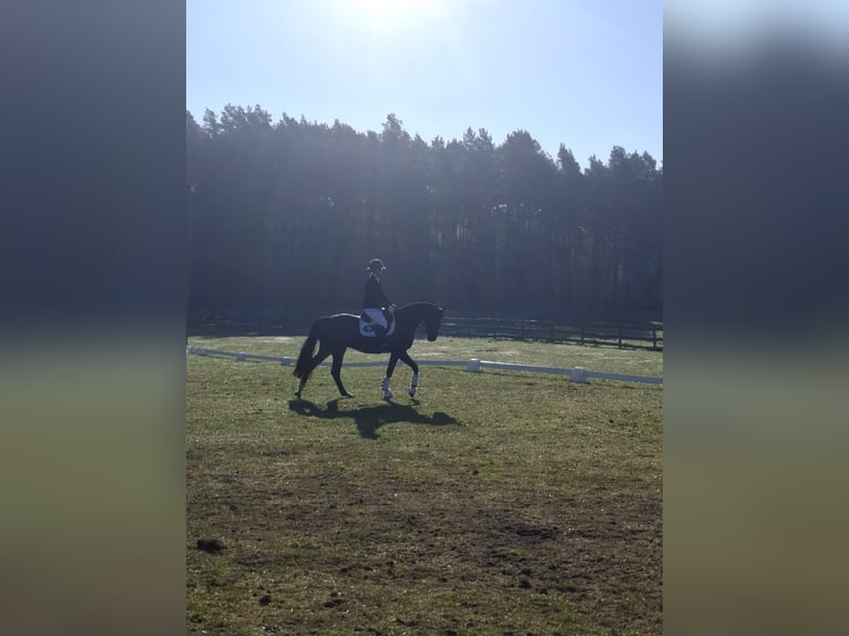 Oldenburger Ruin 4 Jaar 165 cm Zwartbruin in Redefin