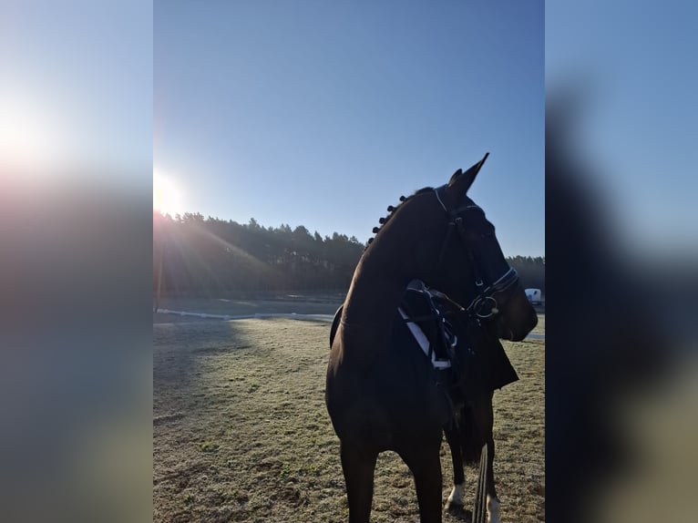 Oldenburger Ruin 4 Jaar 165 cm Zwartbruin in Redefin