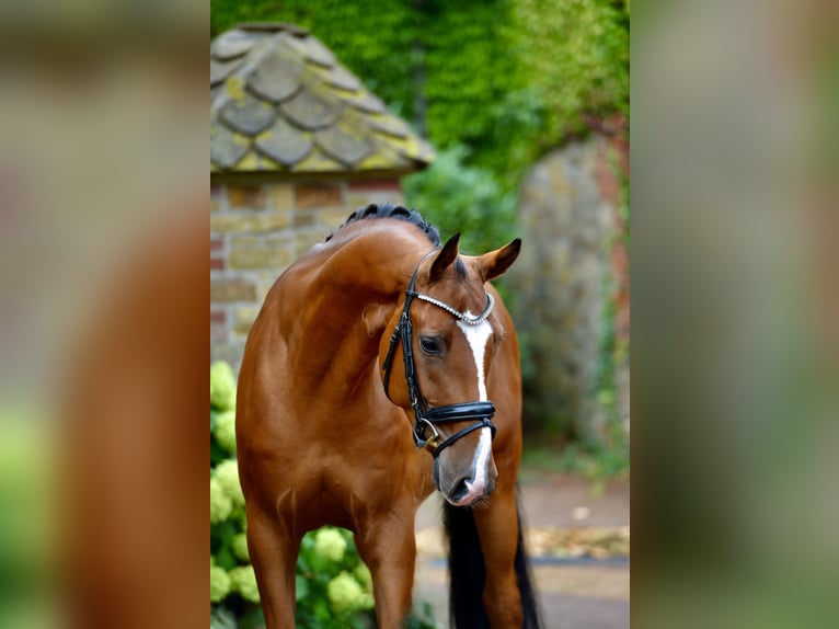 Oldenburger Ruin 4 Jaar 166 cm Bruin in Neuenkirchen