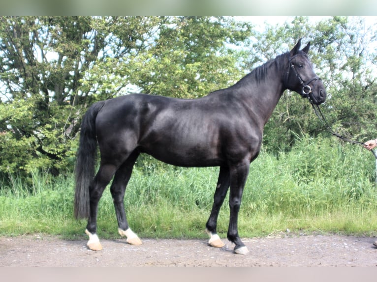 Oldenburger Ruin 4 Jaar 166 cm Zwartbruin in Worms