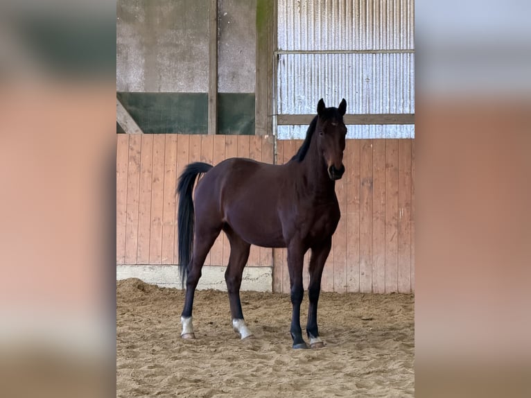 Oldenburger Ruin 4 Jaar 167 cm Bruin in Nohfelden