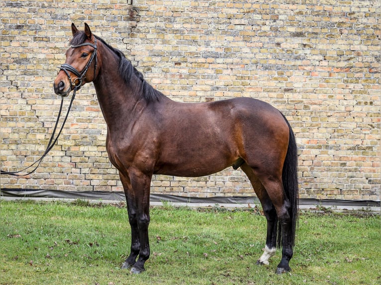 Oldenburger Ruin 4 Jaar 167 cm Donkerbruin in Emsdetten