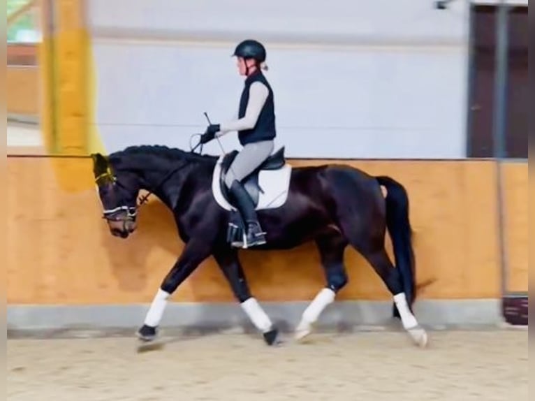 Oldenburger Ruin 4 Jaar 167 cm Donkerbruin in Quickborn