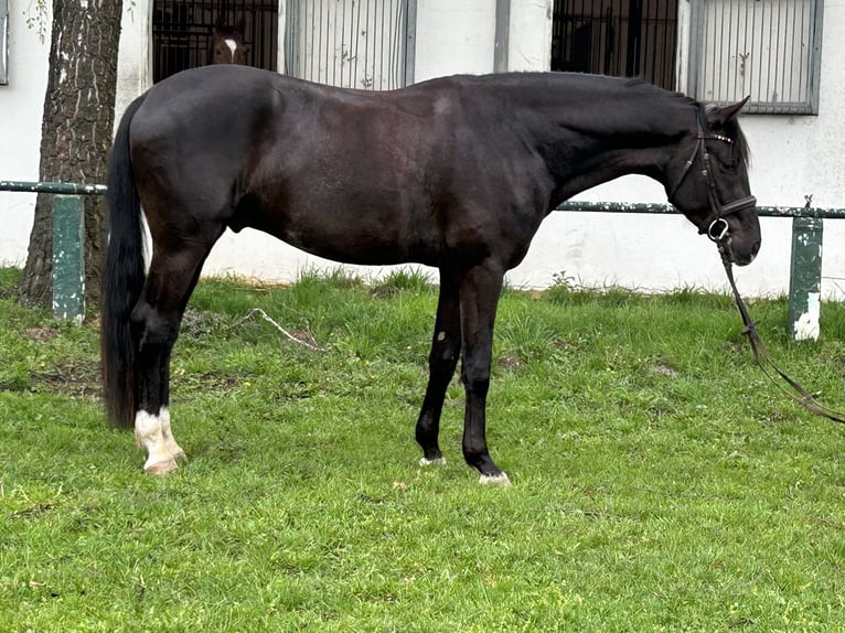 Oldenburger Ruin 4 Jaar 167 cm Zwart in Burgdorf