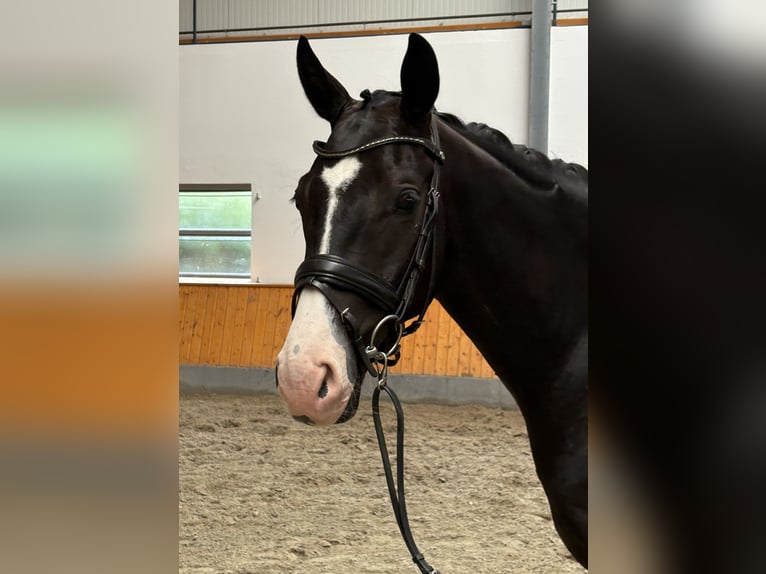 Oldenburger Ruin 4 Jaar 167 cm Zwart in Kirchlengern