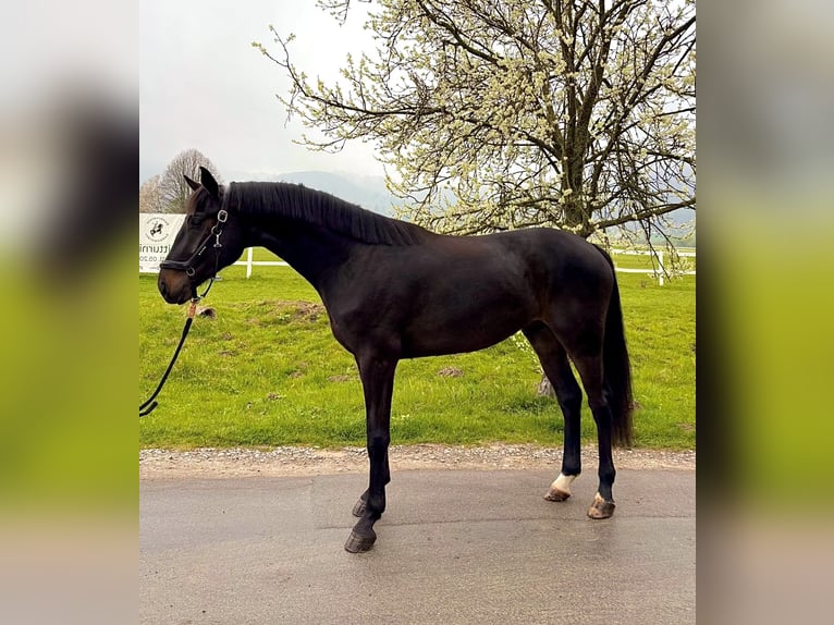Oldenburger Ruin 4 Jaar 167 cm Zwartbruin in Holzen