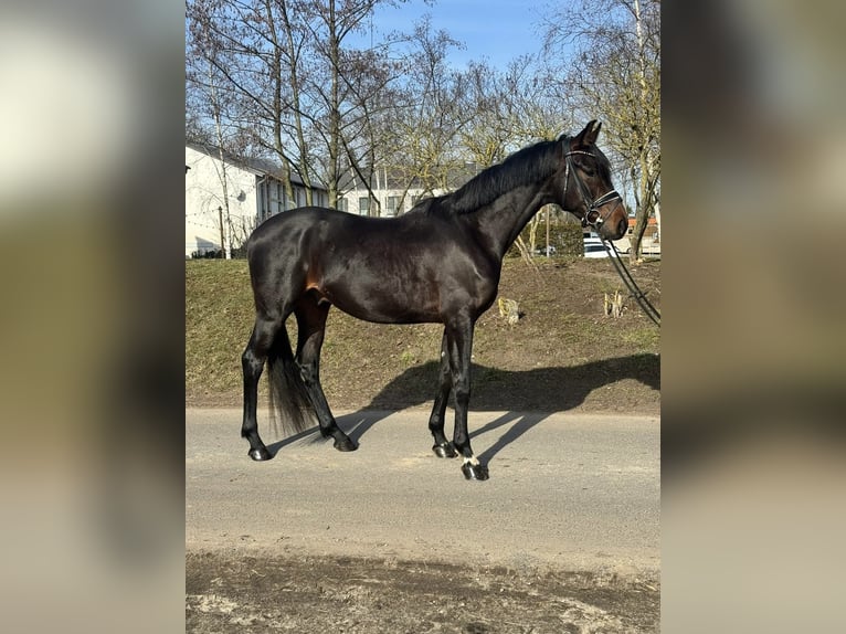 Oldenburger Ruin 4 Jaar 168 cm Bruin in Phöben