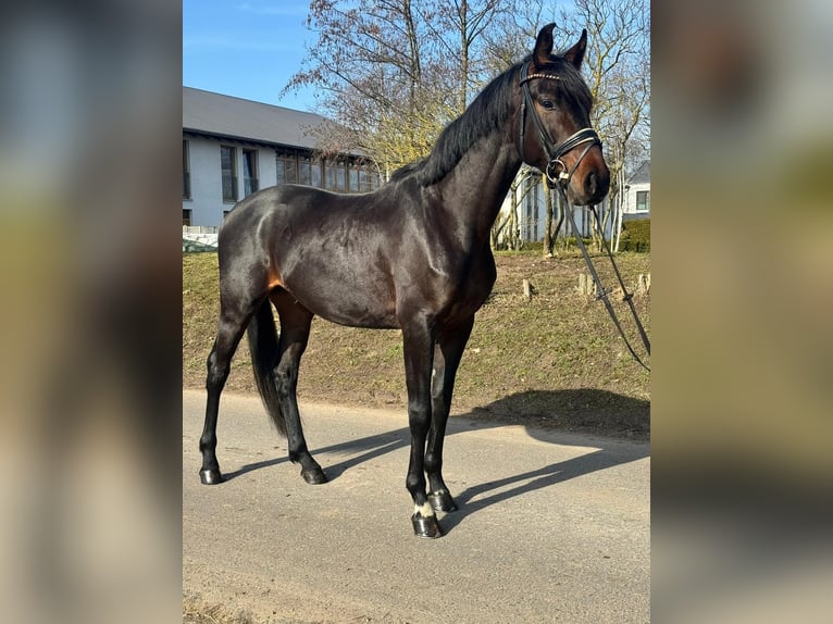 Oldenburger Ruin 4 Jaar 168 cm Bruin in Phöben