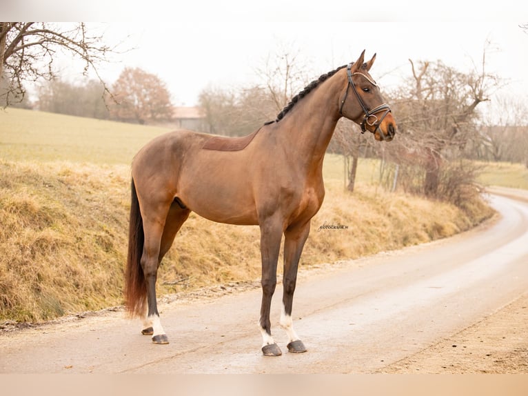 Oldenburger Ruin 4 Jaar 168 cm Bruin in Lehrberg