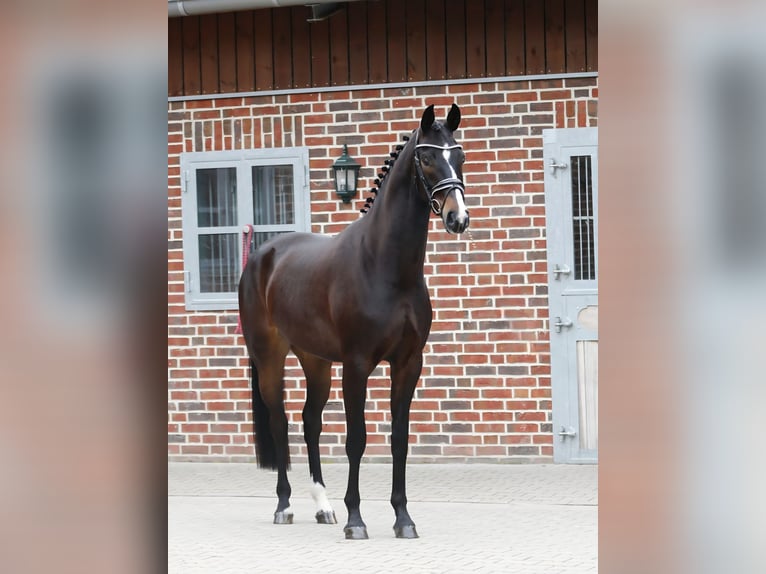 Oldenburger Ruin 4 Jaar 168 cm Donkerbruin in Bramsche